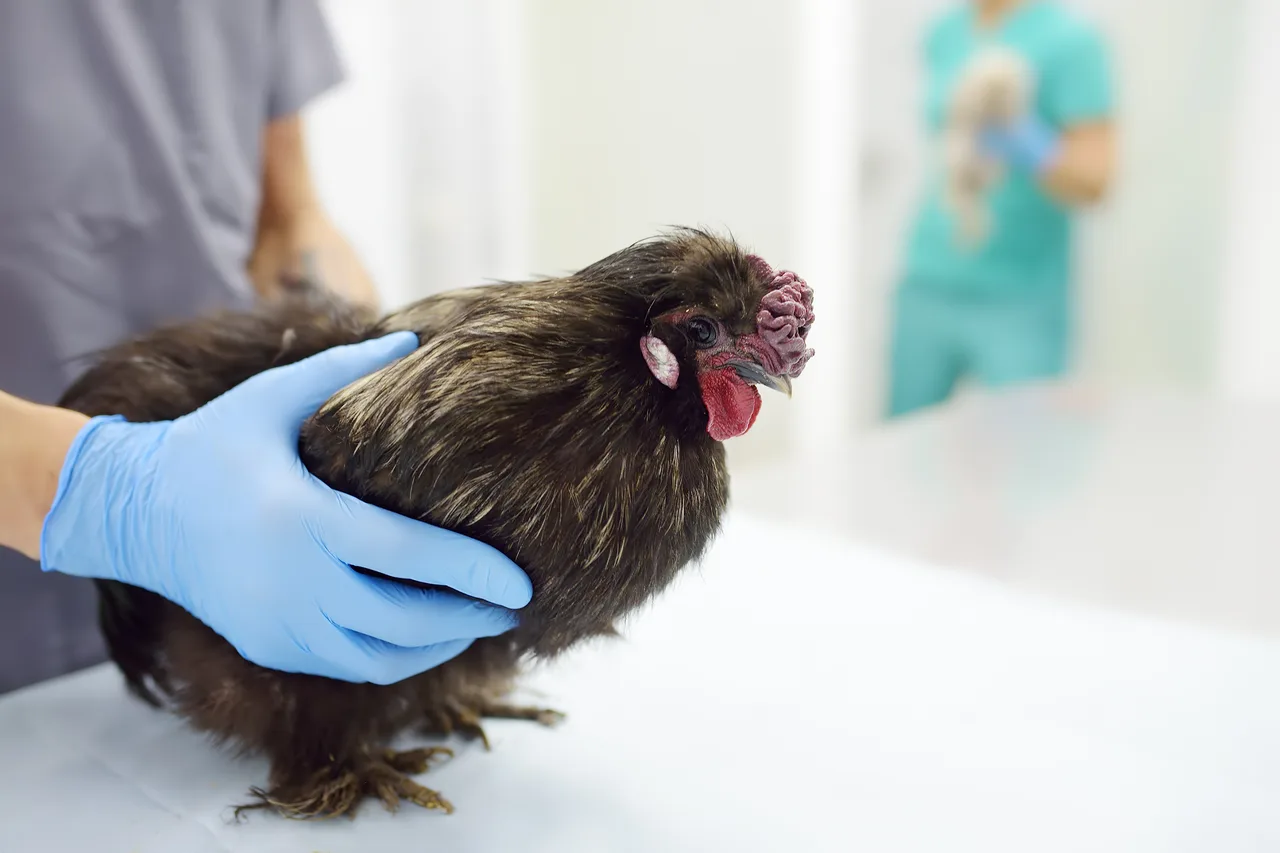 A pet chicken on a consulting table. 