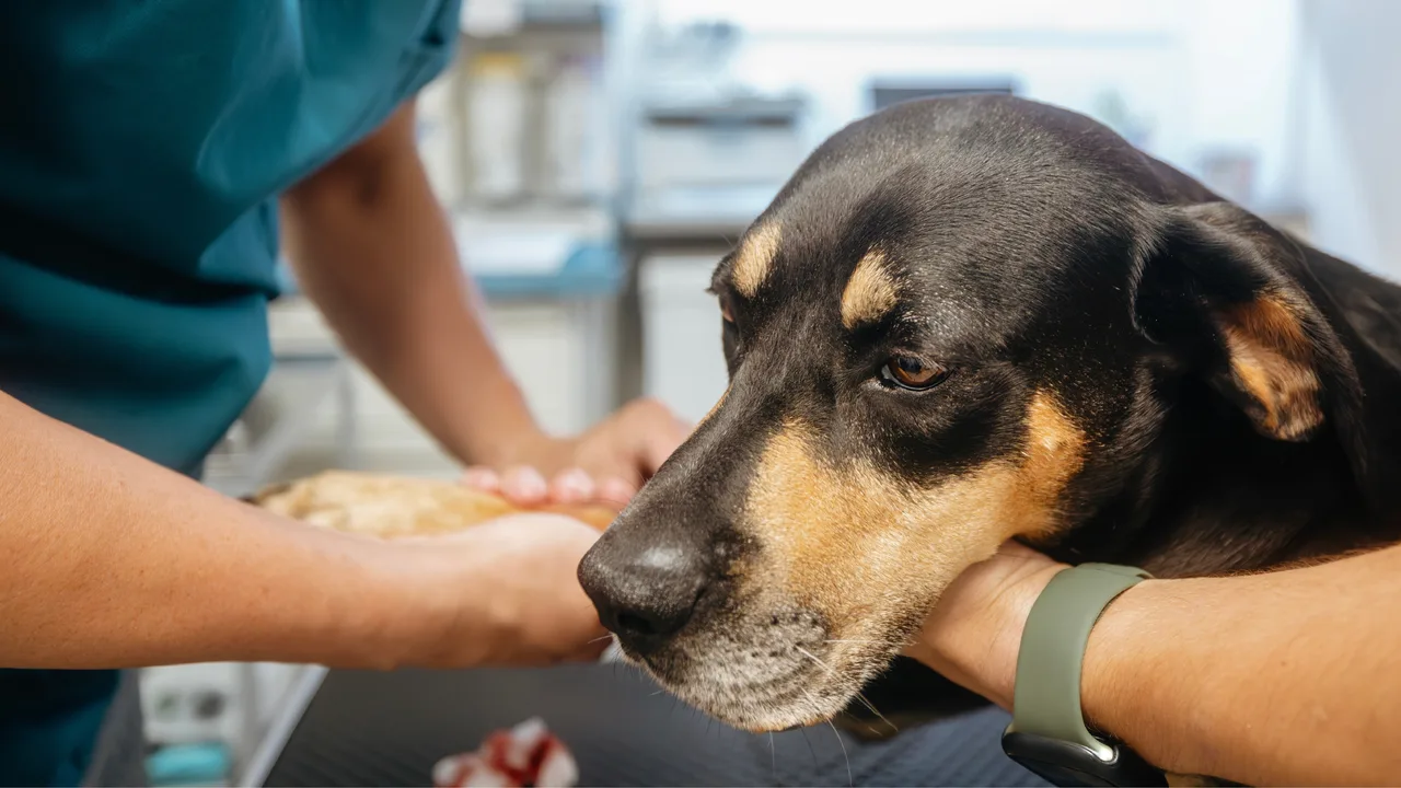 An unwell dog in a vet. 